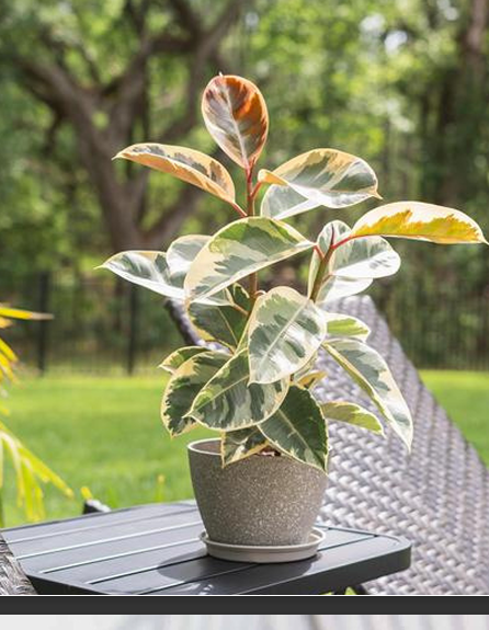 Rubber Plant